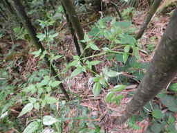 074_VN002_R._rosifolius.JPG