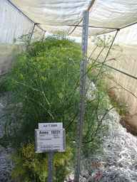 Ames_10231_00ncai01_SD_PL_FL_2008-07-07_01.jpg