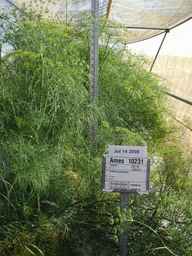 Ames_10231_00ncai01_SD_PL_FL_2008-07-14_01.jpg