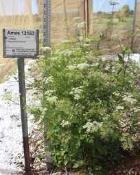Ames_13163_90ncao01_SD.JPG