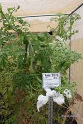 Ames_21672_93ncao01_SD_PL_FL_2010-07-07_01.jpg