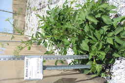 Ames_23003_96ncao01_SD.JPG