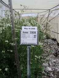 Ames_23036_96ncao01_SD_PL_FL_2006-05-18_01.jpg