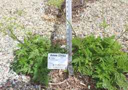 Ames_23053_96ncao01_SD.JPG