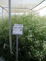 Ames_23104_96ncao01_SD_PL_FL_2006-06-15_01.jpg