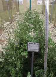 Ames_23105_06ncai01_SD.JPG