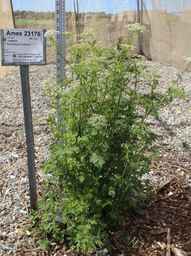 Ames_23176_96ncao01_SD.JPG