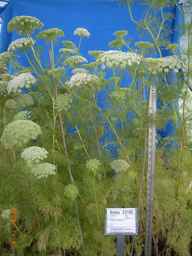 Ames_23195_96ncao01_SD_PL_GH_2009-07-06_01.jpg