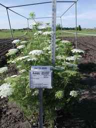 Ames_23197_96ncao01_SD_PL_FL_2008-07-15_01.jpg