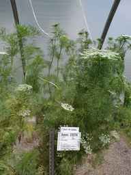 Ames_23226_96ncao01_SD_PL_GH_2008-06-10_01.jpg