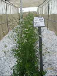 Ames_23624_01ncai01_SD_PL_FL_2008-06-26_01.jpg