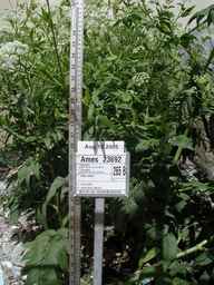 Ames_23692_97ncao01_SD_PL_FL_2005-08-15_01.jpg