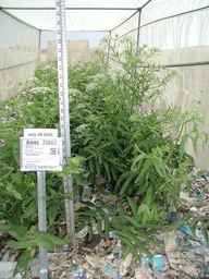 Ames_23863_97ncao01_SD_PL_FL_2005-07-29_01.jpg