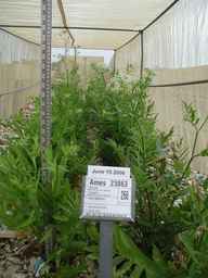 Ames_23863_97ncao01_SD_PL_FL_2006-06-15_01.jpg