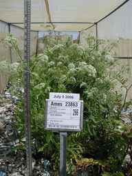 Ames_23863_97ncao01_SD_PL_FL_2006-07-05_01.jpg
