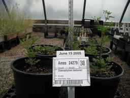 Ames_24279_98ncao01_SD_PL_GH_2005-06-15_01.jpg
