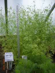 Ames_24279_98ncao01_SD_PL_GH_2009-04-29_01.jpg
