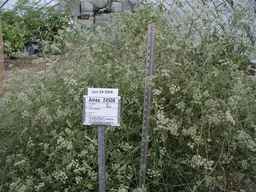Ames_24506_98ncao01_SD_PL_GH_2008-06-24_01.jpg