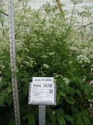 Ames_24700_98ncao01_SD_PL_FL_2006-06-15_01.jpg