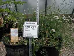 Ames_24919_98ncao01_SD_PL_GH_2008-06-10_01.jpg