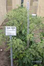 Ames_25249_99ncao01_SD_PL_FL_2010-05-26_01.jpg