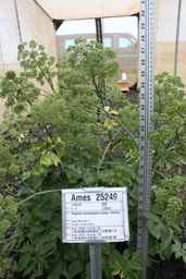 Ames_25249_99ncao01_SD_PL_FL_2011-06-16_01.jpg