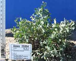 Ames_25354_09ncei01_SD.JPG