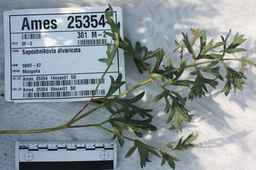 Ames_25354_09ncei01_SD_Leaves.JPG