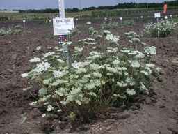 Ames_25602_03ncai01_SD_PL_XX_2008-08-15_01.jpg