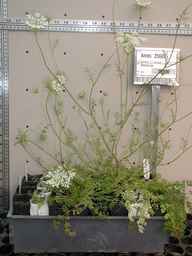 Ames_25605_99ncao01_SD_PL_XX_2003-03-18_02.jpg