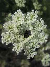 Ames_25608_09ncab01_SD_PL_UM_2011-08-22_01.jpg