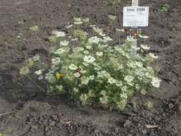 Ames_25608_09ncab01_SD_PL_XX_2011-08-22_01.jpg