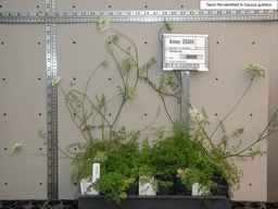 Ames_25608_99ncao01_SD_PL_XX_2003-03-18_01.jpg