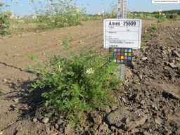 Ames_25609_99ncao01_SD_PL_XX_2010-08-25_01.jpg