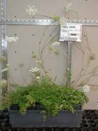 Ames_25638_99ncao01_SD_PL_XX_2003-03-18_01.jpg