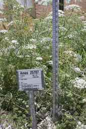 Ames_25707_99ncao01_SD_PL_FL_2012-07-11_01.jpg