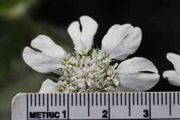 Ames_25708_99ncao01_SD_03_Flower.JPG