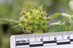 Ames_25708_99ncao01_SD_04_Fruit.JPG