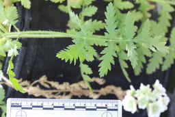 Ames_25708_99ncao01_SD_05_Leaf.JPG