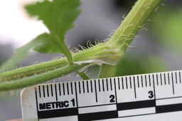 Ames_25708_99ncao01_SD_06_Stem.JPG