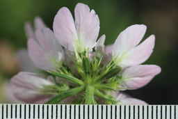 Ames_25708_99ncao01_SD_07_Umbel.JPG