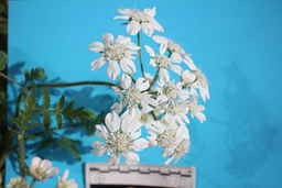 Ames_25708_99ncao01_SD_08_Umbel.JPG