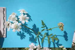 Ames_25708_99ncao01_SD_09_Umbel.JPG