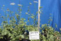 Ames_25716_99ncao01_SD_PL_GH_2012-05-07_01.jpg