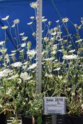 Ames_25716_99ncao01_SD_PL_GH_2012-05-22_02.jpg