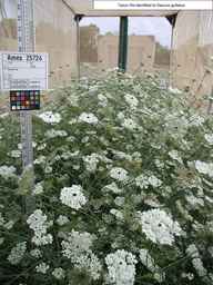 Ames_25724_03ncai01_SD_PL_XX_2008-08-04_01.jpg