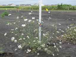 Ames_25724_08ncai01_SD_PL_XX_2010-08-18_03.jpg