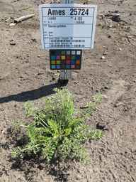 Ames_25724_08ncai01_SD_PL_XX_2011-06-29_01.jpg