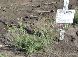 Ames_25724_08ncai01_SD_PL_XX_2011-07-13_02.jpg
