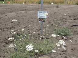 Ames_25724_08ncai01_SD_PL_XX_2011-07-27_02.jpg